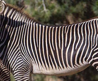 Tanzania and Kenya tour and Safari